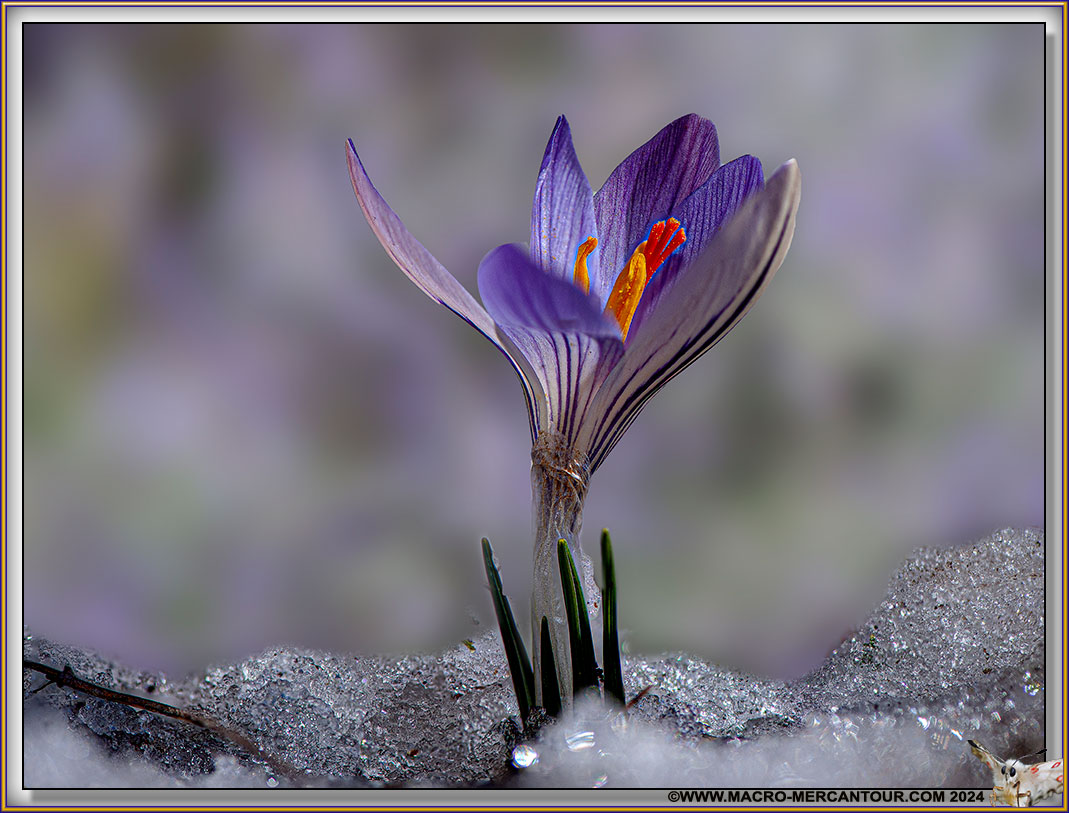Crocus versicolor
